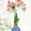 Menu Spring In Your Step Waxed Amaryllis -Outlet Holland Bulb Farms Store 92422 spring in your step waxed amaryllis
