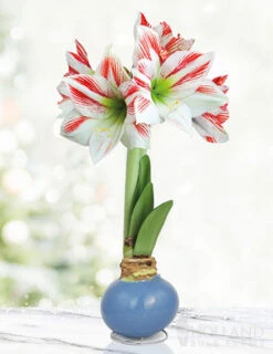 Menu Spring In Your Step Waxed Amaryllis