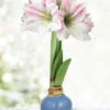 Menu Pastel Petals Waxed Amaryllis