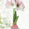 Menu Easter Blessings Waxed Amaryllis
