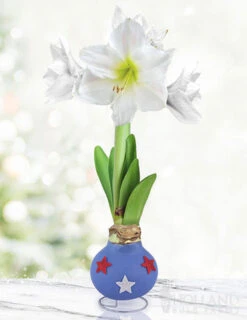 Menu Patriotic Waxed Amaryllis