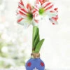 Menu Red White & Bloom Waxed Amaryllis