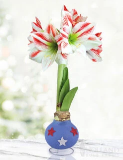 Menu Red White & Bloom Waxed Amaryllis