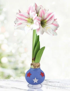 Menu Uncle Sam Amaryllis