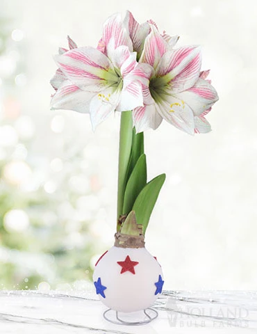 Menu Honor Waxed Amaryllis 3 Menu Honor Waxed Amaryllis