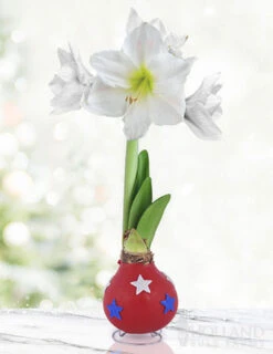 Menu Festive Parade Waxed Amaryllis