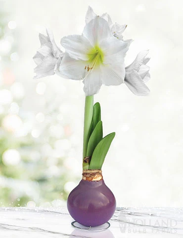 Menu Royal Blooms Waxed Amaryllis 3 Menu Royal Blooms Waxed Amaryllis