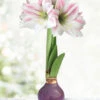 Menu Peaceful Purple Waxed Amaryllis