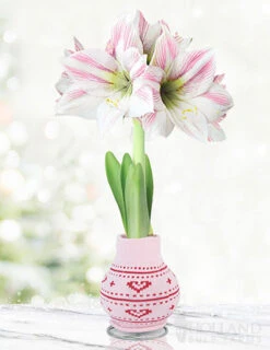 Menu Lovebud Sweater Amaryllis