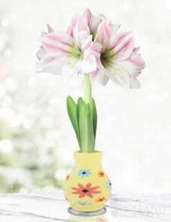 Menu Flower Power Sweater Amaryllis