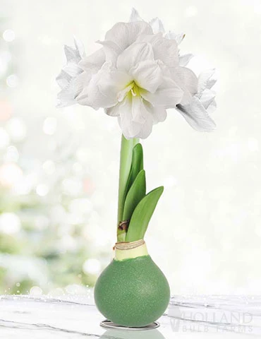 Menu Star Light Waxed Amaryllis 3 Menu Star Light Waxed Amaryllis