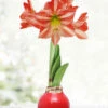 Menu Yuletide Waxed Amaryllis -Outlet Holland Bulb Farms Store 92455 yuletide