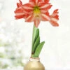 Menu Rejoice Waxed Amaryllis
