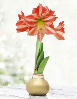 Menu Rejoice Waxed Amaryllis