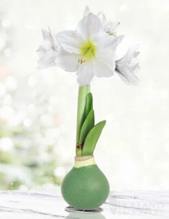 Menu Pristine Forest Waxed Amaryllis
