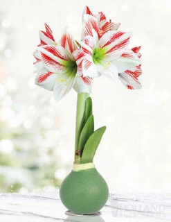 Menu Blooming Fields Waxed Amaryllis
