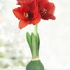 Menu Rolling Meadows Waxed Amaryllis