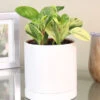 Menu Peperomia Marble Houseplant
