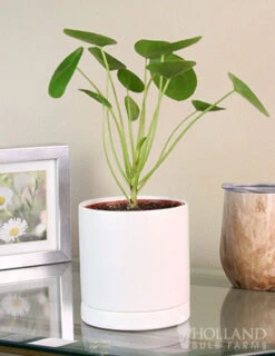 Menu Pilea Chinese Money Plant Houseplant -Outlet Holland Bulb Farms Store 95006 pilea chinese money plant 2