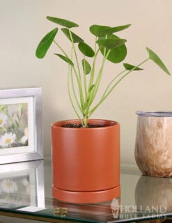 Menu Pilea Chinese Money Plant Houseplant -Outlet Holland Bulb Farms Store 95006 pilea chinese money plant 3