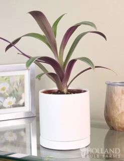 Menu Rhoeo Tricolor Houseplant