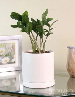 Menu ZZ Plant Houseplant -Outlet Holland Bulb Farms Store 95008 zz plant