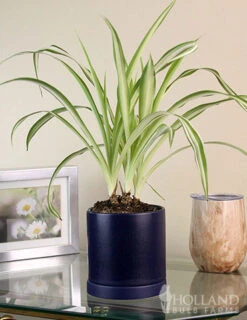 Menu Spider Reverse Variegated Houseplant -Outlet Holland Bulb Farms Store 95009 spider reverse houseplant 4