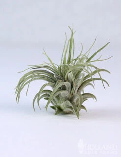 Menu Tillandsia Air Plant Mix 10 Pack -Outlet Holland Bulb Farms Store 95010 air plants 3