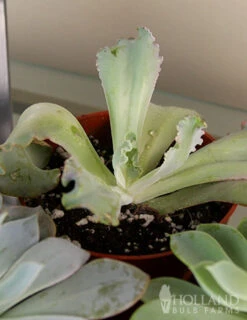 Menu Succulent Houseplant Assortment 4 Pack 11 Menu Succulent Houseplant Assortment 4 Pack -Outlet Holland Bulb Farms Store 95011 succulent assortment 2