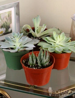 Menu Succulent Houseplant Assortment 4 Pack