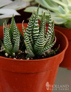 Menu Succulent Houseplant Assortment 4 Pack 10 Menu Succulent Houseplant Assortment 4 Pack -Outlet Holland Bulb Farms Store 95011 succulent assortment 3