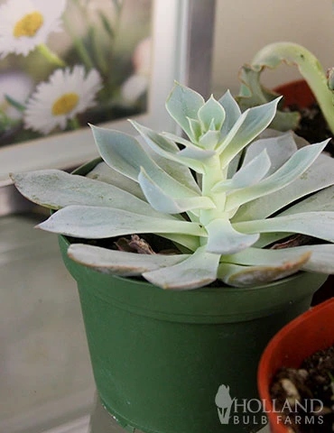 Menu Succulent Houseplant Assortment 4 Pack 5 Menu Succulent Houseplant Assortment 4 Pack - Image 3