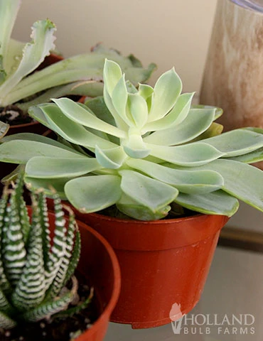 Menu Succulent Houseplant Assortment 4 Pack 4 Menu Succulent Houseplant Assortment 4 Pack - Image 2