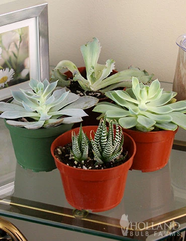 Menu Succulent Houseplant Assortment 4 Pack 3 Menu Succulent Houseplant Assortment 4 Pack