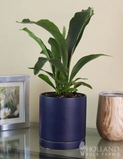 Menu Staghorn Fern Houseplant -Outlet Holland Bulb Farms Store 95018 staghorn fern 2