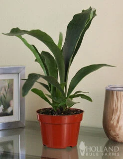 Menu Staghorn Fern Houseplant -Outlet Holland Bulb Farms Store 95018 staghorn fern