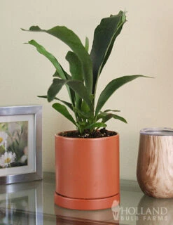 Menu Staghorn Fern Houseplant -Outlet Holland Bulb Farms Store 95018 staghorn fern 3