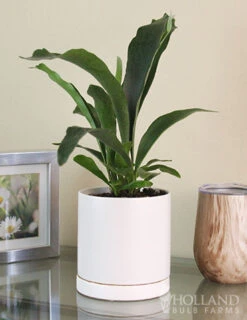 Menu Staghorn Fern Houseplant