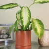 Menu Dieffenbachia Camille Houseplant