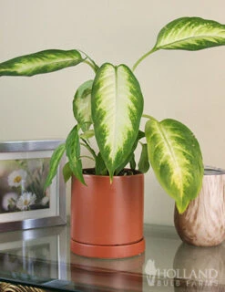 Menu Dieffenbachia Camille Houseplant