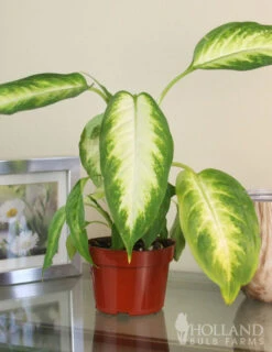 Menu Dieffenbachia Camille Houseplant -Outlet Holland Bulb Farms Store 95019 dieffenbachia camilla houseplant 5
