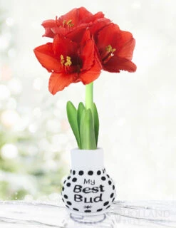 Menu Warm Wishes Sweater Amaryllis Collection -Outlet Holland Bulb Farms Store Best Bud 370 480 full grown logo 1