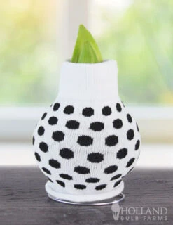 Menu Just For Fun Sweater Amaryllis Collection 21 Menu Just For Fun Sweater Amaryllis Collection -Outlet Holland Bulb Farms Store Best Bud BACK 370 480 bulbs logo 2