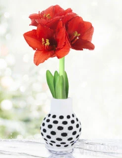 Menu Warm Wishes Sweater Amaryllis Collection -Outlet Holland Bulb Farms Store Best Bud BACK 370 480 full grown logo 1