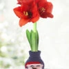 Menu Santa's Buddy Sweater Amaryllis -Outlet Holland Bulb Farms Store Elf 370 480 full grown logo