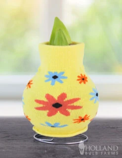 Menu Just For Fun Sweater Amaryllis Collection 17 Menu Just For Fun Sweater Amaryllis Collection -Outlet Holland Bulb Farms Store Flower 370 480 bulbs logo