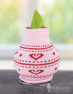 Menu Love Is In The Air Sweater Amaryllis Collection -Outlet Holland Bulb Farms Store Heart 370 480 bulbs logo