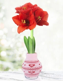 Menu Love Is In The Air Sweater Amaryllis Collection -Outlet Holland Bulb Farms Store Heart 370 480 full grown logo