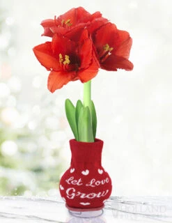 Menu Love Is In The Air Sweater Amaryllis Collection -Outlet Holland Bulb Farms Store Let Love Grow 370 480 full grown logo 1