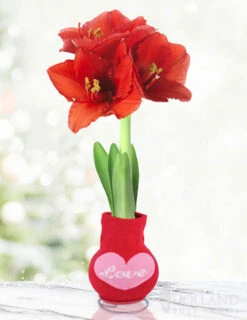 Menu Love Is In The Air Sweater Amaryllis Collection -Outlet Holland Bulb Farms Store Love 370 480 full grown logo 1
